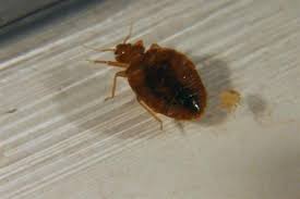 Popular bed bug pest control of good quality and at affordable prices you can buy on aliexpress. Conquistador Pest Termite Inc Pest Control Marana Chamber Of Commerce