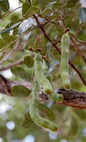 Image result for Bobgunnia madagascariensis