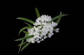 Image result for Podangis dactyloceras