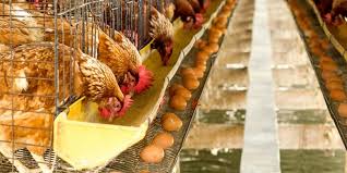 Ayam liar lazimnya mengais tanah dengan cakar untuk mencari benih, serangga ataupun haiwan yang lebih besar seperti cicak, ular kecil ataupun tikusmuda. Mana Lebih Dulu Ayam Atau Telur Ilmuwan Australia Temukan Jawabannya Halaman All Kompas Com