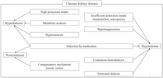 Image result for Transtubular Potassium Gradient