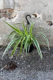 Image result for Chlorophytum zingiberastrum