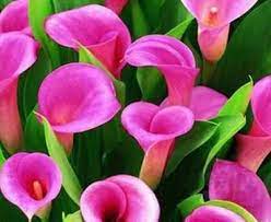 Calla Lily Flower Seed Spring And Winter Seasons Set An Indoor Potted Plant 10 Seeds Lily Flower Seeds Lily Plants Calla Lily Bulbs
