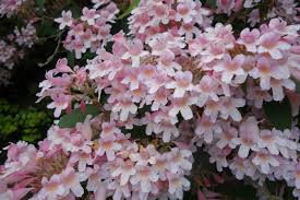 Image result for Kolkwitzia amabilis