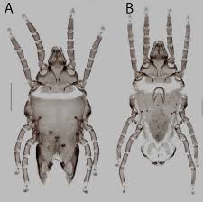 Image result for Alafia microstylis