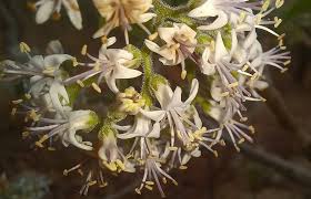 Image result for Ehretia obtusifolia