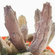 Image result for Huernia volkartii