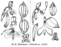 Image result for Habenaria hologlossa
