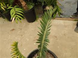 Image result for Encephalartos munchii