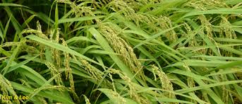 Image result for Oryza barthii