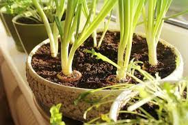 (1) scorch, early fall color, early leaf drop, damage on one or two branches. 11 Common Plants For Small Container Gardens Ohmyapartment Apartmentratings