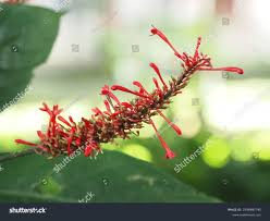 Image result for Odontonema cuspidatum