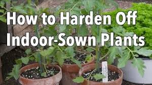 This will tell you how long the plants take to produce edible fruit or ornamental flowers. How To Start Seeds Indoors Growing Vegetables From Seed The Old Farmer S Almanac