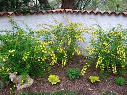 Image result for Kerria japonica
