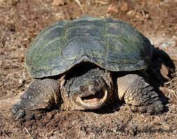 northwoods wildlife life in the northwoods northwoods wildlife turtle