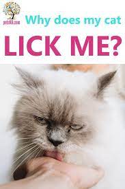 Why Does My Cat Lick Me Cats Cat Care Cat Parenting