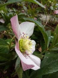 La maggior parte delle persone considera queste piante come una minaccia di cui sbarazzarsi in minor tempo possibile. Piante Primaverili E Fioriture Di Ellebori E Narcisi Al Civico Orto Botanico Orto Botanico
