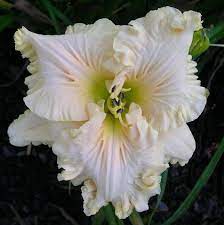 This treatment is not available in all of the titles, as leaves would benefit from a similar diagram explaining photosynthesis. Pin On Daylily Wishlist