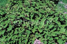 Image result for Plectranthus fruticosus