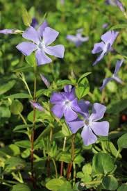 Image result for Vinca major