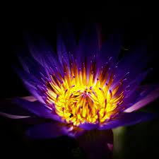 Pin On Flowers So Pretty