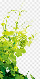 A grape arbor is a traditional form of edible landscaping. Grape Grape Grapevine Leaf Branch Plant Stem Png Pngwing