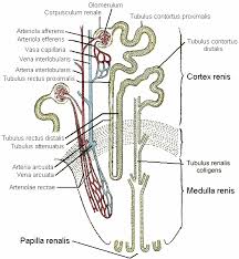 Vasa Recta Kidney Wikipedia