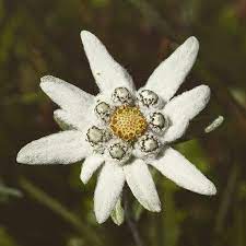 Edelweiss E Essa Florzinha Branca Peludinha E Em Forma De Estrela Que Viamos Bastante Em Phortse No Himalaia Edelweiss Flower Edelweiss Tattoo Alpine Flowers