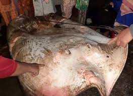 Ribuan ikan air tawar yang mati itu menimbulkan bau. Banyak Pari Air Tawar Raksasa Mati Di Sungai Musi Apa Penyebabnya Lentera24 Com