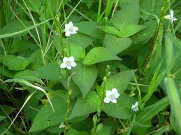 Kunyah dan telan airnya bagi melawaskan pembuangan air besar serta merawat. Kesihatan Menggunakan Herba Tempatan