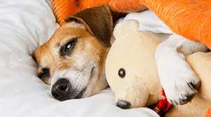 How can i go all pets animal clinic pc? Veterinarian Near Me 51360 Allpets Animal Clinic