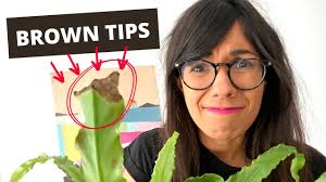 Bird's Nest Fern BROWN TIPS (and how to fix it!)