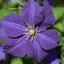 Clematis online kaufen bei baumschule w. Clematis Viticella Italienische Waldrebe In Grosser Auswahl Clematis Online Kaufen