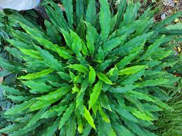 Image result for Aristida stenostachya