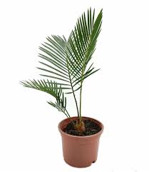 Image result for Monadenium spinulosum