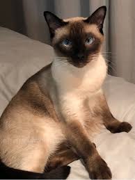Newton Siamese Cats Pretty Cats Crazy Cats