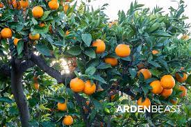 Orange Tree Guide: How To Grow & Care For These Citrus Trees