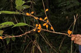 Image result for Ellipanthus