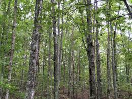 Check spelling or type a new query. Dogwood Road Land For Sale In Crab Orchard Cumberland County Tennessee 177470 Landflip
