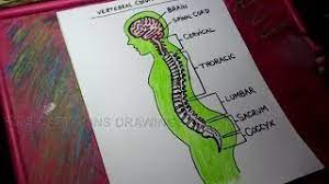 Backbone is most important part of a system which provides the central support to the rest system, for example backbone of a human body that balance and hold all the body parts. How To Draw Human Spine Anatomy Color Drawing For Kids Youtube