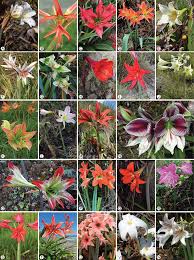 Image result for Hippeastrum sp. cultivars