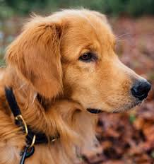 Affenpinscher afghan hound africanis aidi airedale terrier akbash dog akita inu alangu mastiff alano español alapaha blue blood bulldog alaskan klee kai alaskan malamute alaunt alopekis alpine dachsbracke alsatian. Dog Breeds A Z List All Dog Breeds By Alphabetical Order Dogell Com