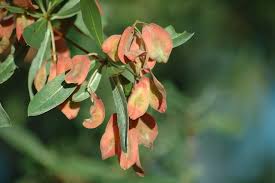 Image result for Terminalia sericea