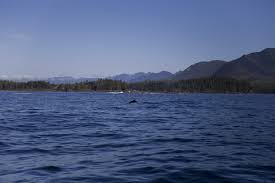 Barkley Sound Ucluelet Info Com The Ultimate Guide To The