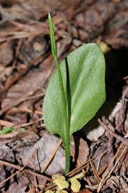 Image result for Ophioglossum costatum