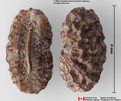 Image result for Commelina benghalensis