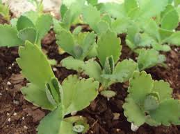 I'd like it to produce pups but i'm afraid the current pot is too small for that. Live Kalanchoe Mom Plant Kalanchoe Daigremontiana Succulent Plant Babies A Personal Favorite From My Etsy Shop Plants Succulents Planting Succulents