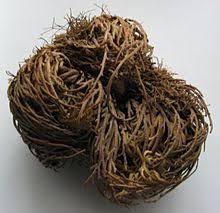 They likely arrived as stowaways in shipments of flax seeds brought to the u.s. Tumbleweed Wikipedia