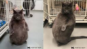 A black cat sat on a mat. Illinois Fat Cat Seeking The Purr Fect New Home Abc7 New York