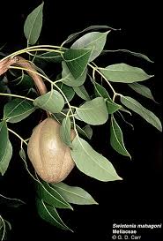 Image result for Meliaceae